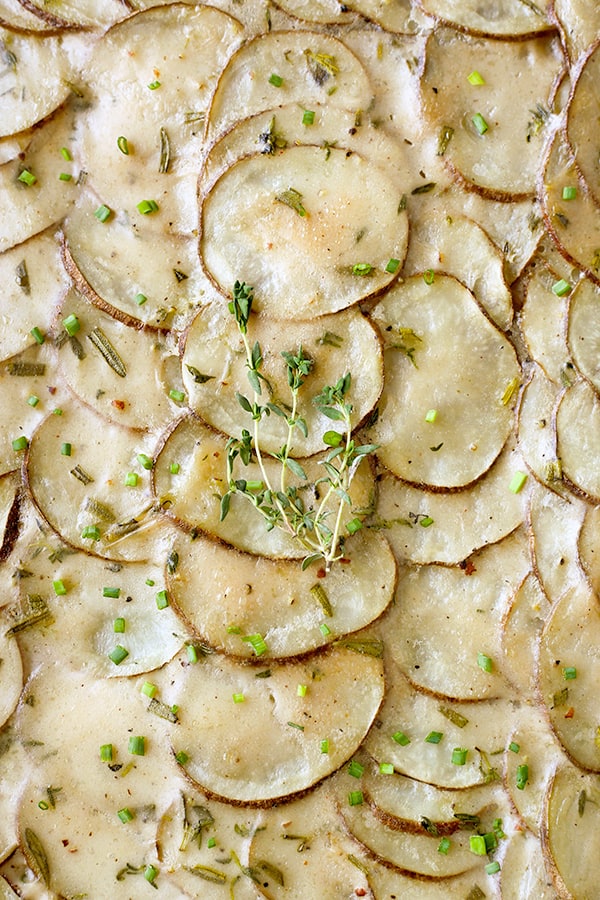 A close shot of scalloped potatoes in a pan with fresh thyme on top. 